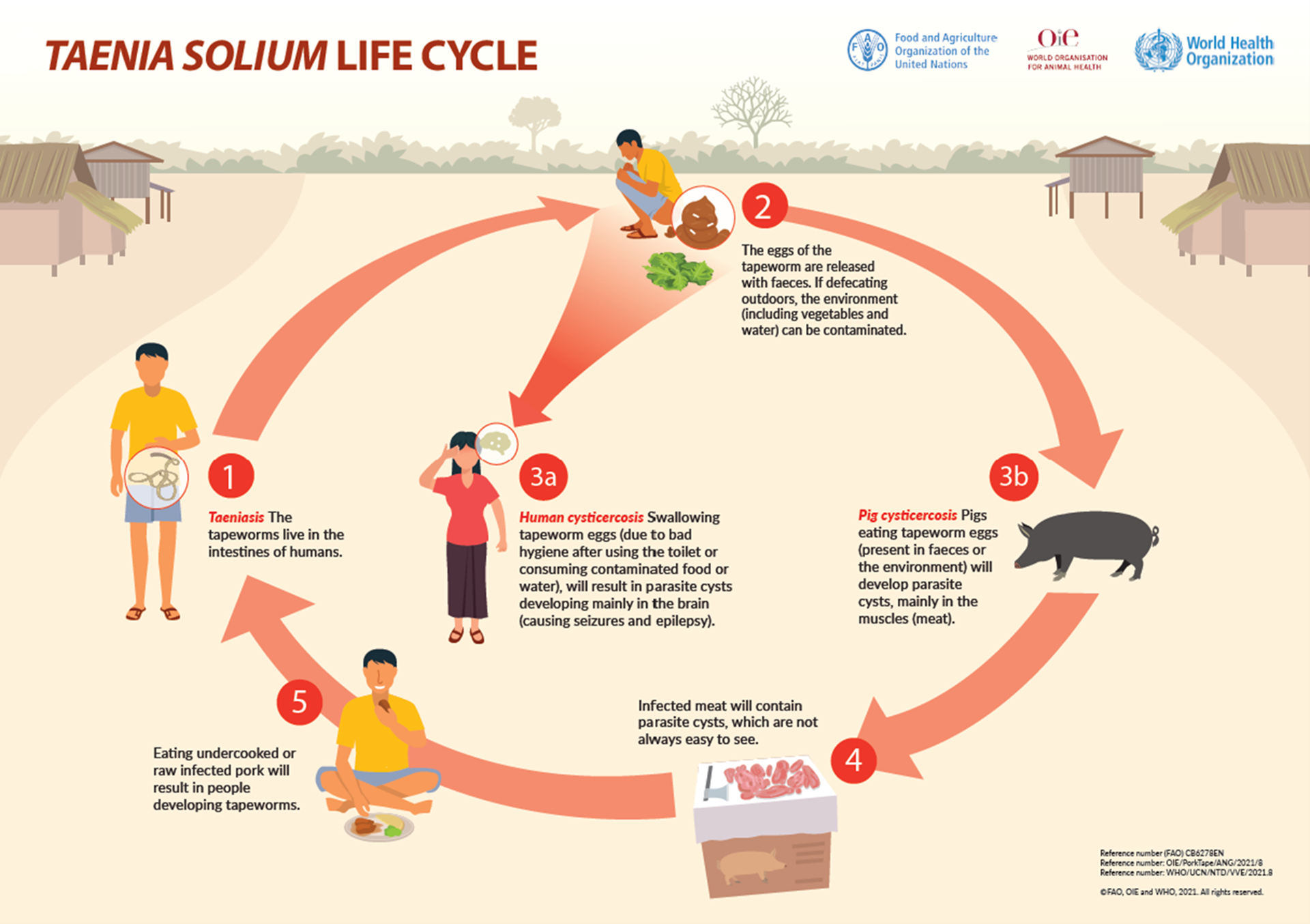 teania-solium-life-cycle-illustration Teania Solium life cycle illustration